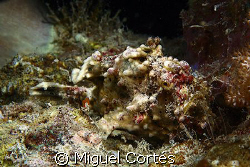 A frogfish.....Find it. by Miguel Cortés 
